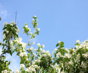 A charming oasis in the city center, Makarska